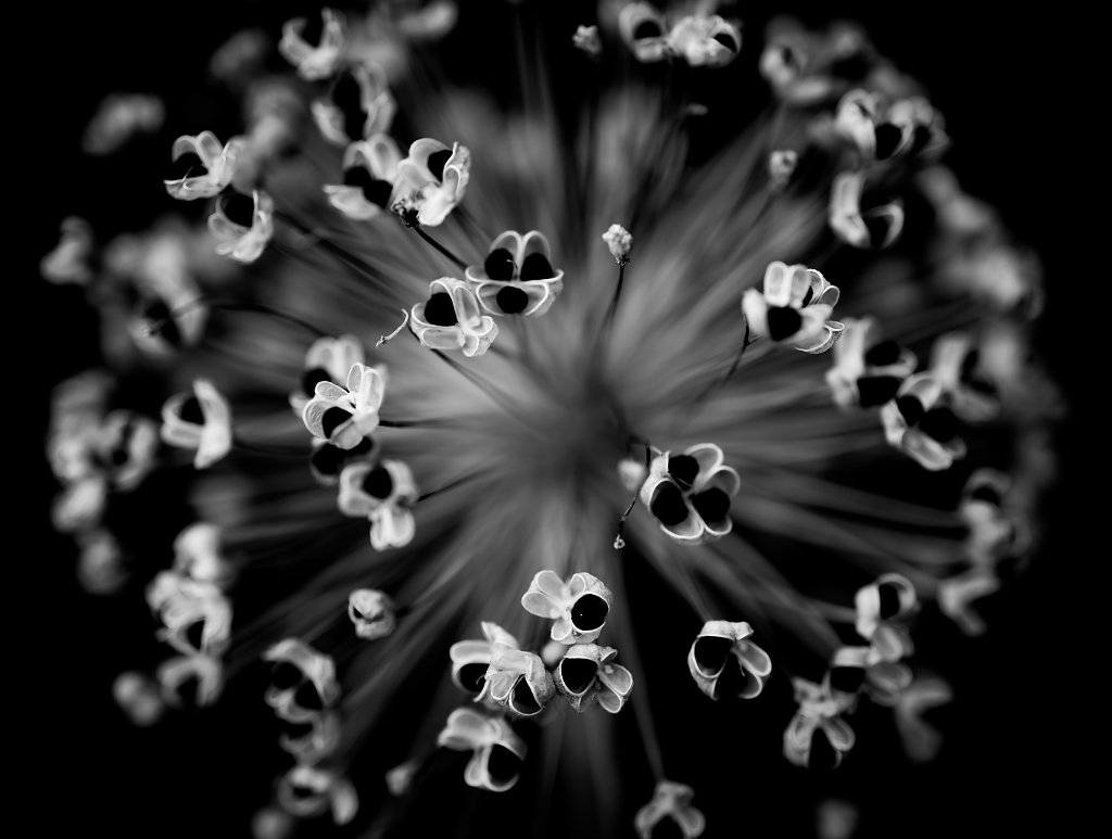 seed head ii