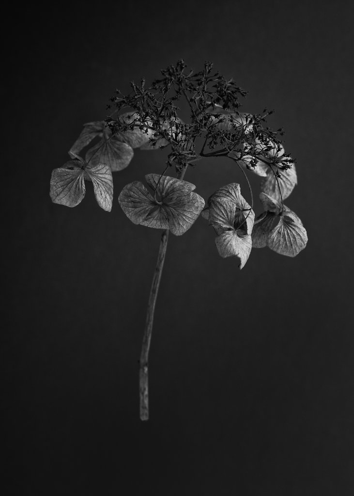 hydrangea-2.jpg
